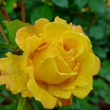 Rose of Bergen